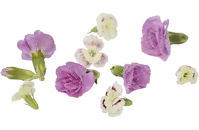 Eetbare bloem anjer mix 30 stuks